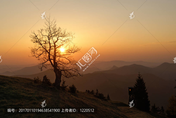 sonnenbaum