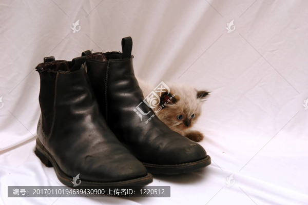 小貓的靴子