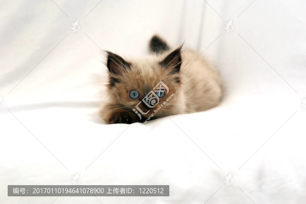 小貓的肖像