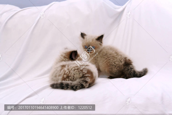 盯著小貓