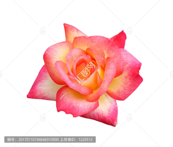 彩虹玫瑰冰沙