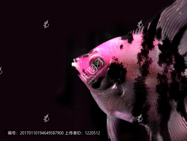 魚