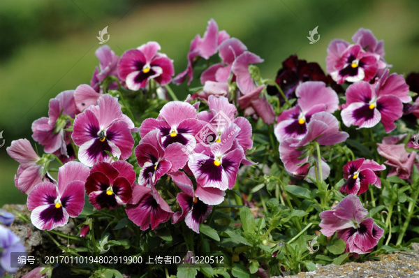 紫色的花