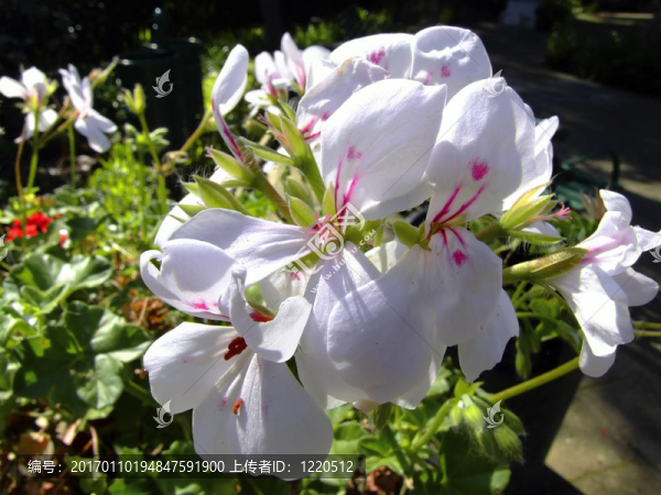 白蘭花