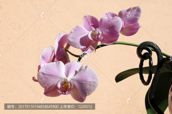 玫瑰、蘭花