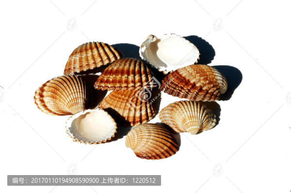 貝殼