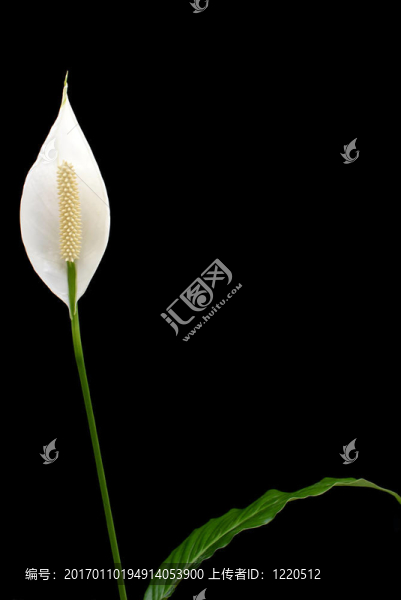 白鶴芋