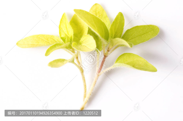 新鮮的香草。牛至