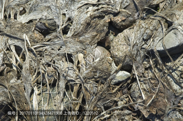 干燥的背景。腐蝕