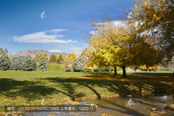 公園；樹(shù)木和晴朗的天空