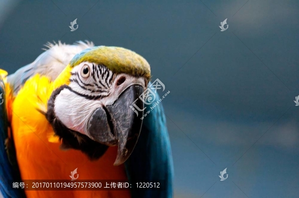 鸚鵡