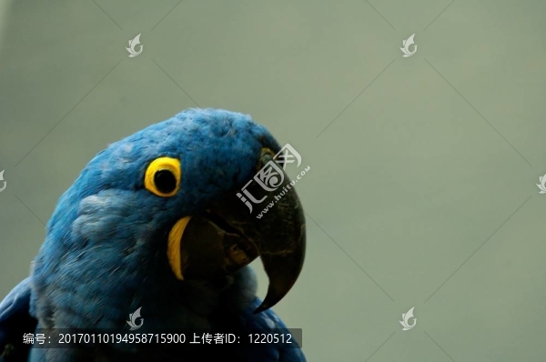 鸚鵡