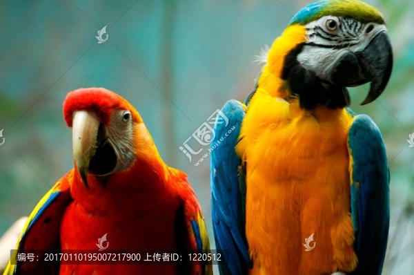鸚鵡