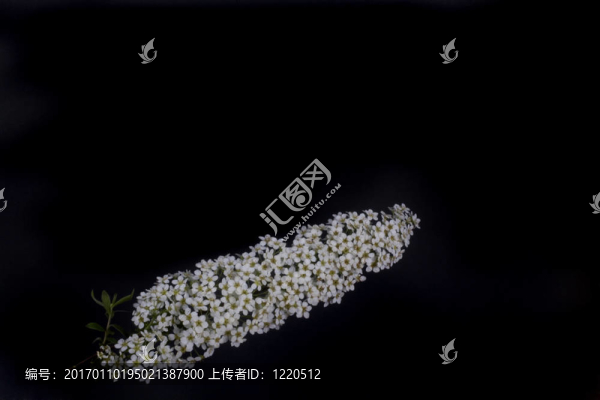 白色的花