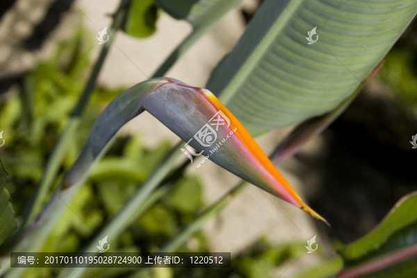 鳥的天堂