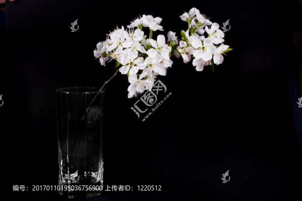 白色的花