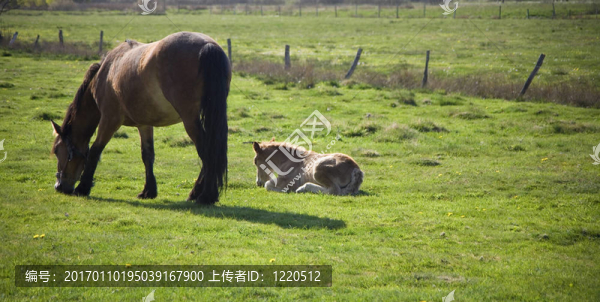小馬