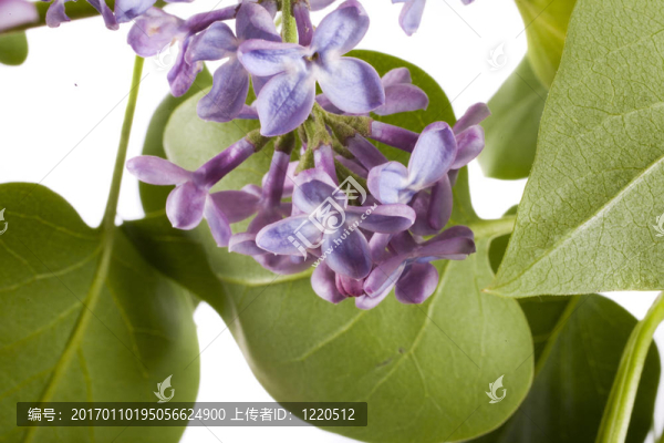 丁香花-匯圖網(wǎng) www.fosd68.com 丁香花