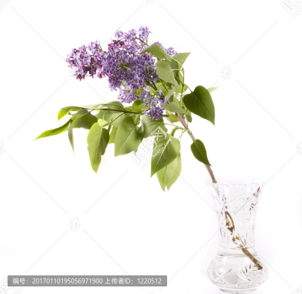 丁香花