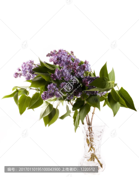 丁香花