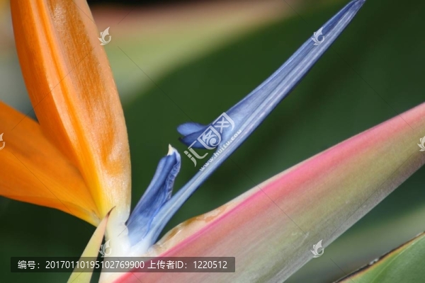 天堂植物之鳥(niǎo)