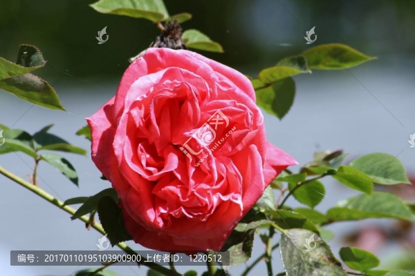 薔薇
