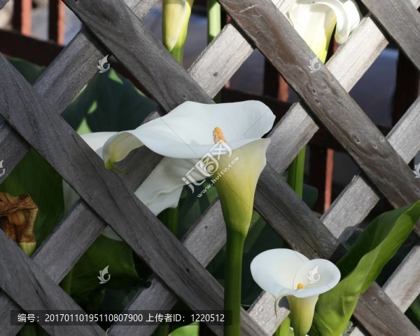 馬蹄蓮百合用圍欄