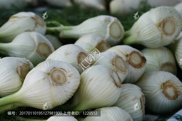 茴香球莖