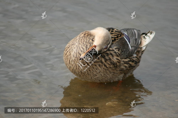 鴨