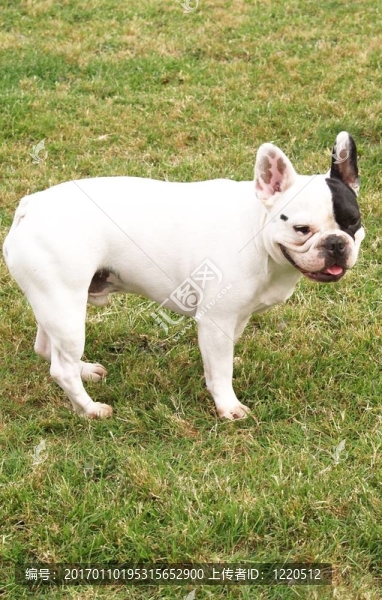白色的法國(guó)斗牛犬