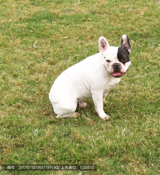 白色的法國斗牛犬