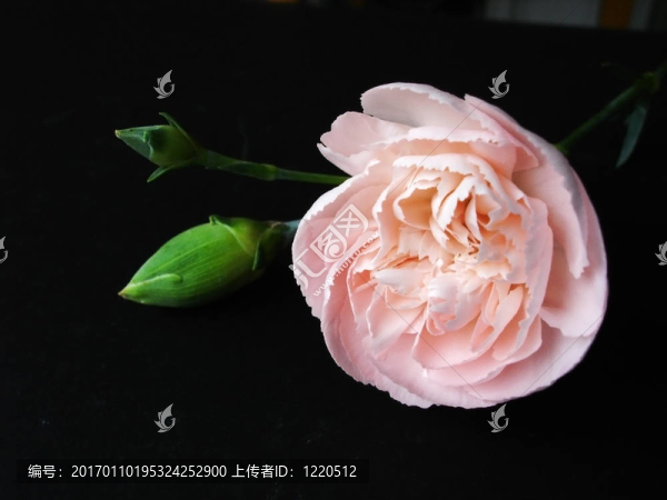 單瓣粉紅色香石竹