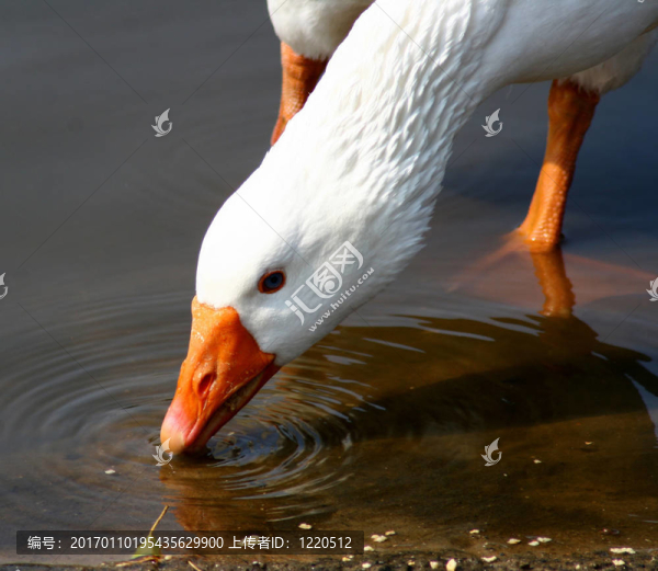 鵝