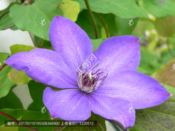 紫色的鐵線蓮-匯圖網(wǎng) www.fosd68.com 紫色的鐵線蓮