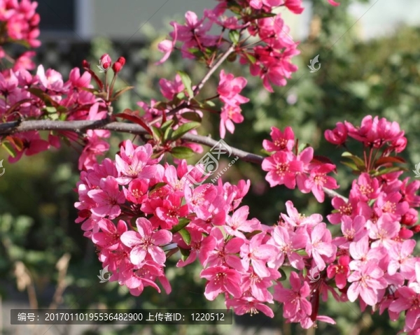 開花山茱萸3-匯圖網(wǎng) www.fosd68.com 開花山茱萸3