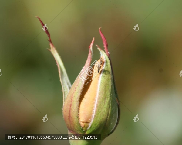 Rosebud與蚜蟲