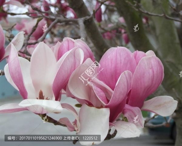 郁金香樹(shù)-匯圖網(wǎng) www.fosd68.com 郁金香樹(shù)