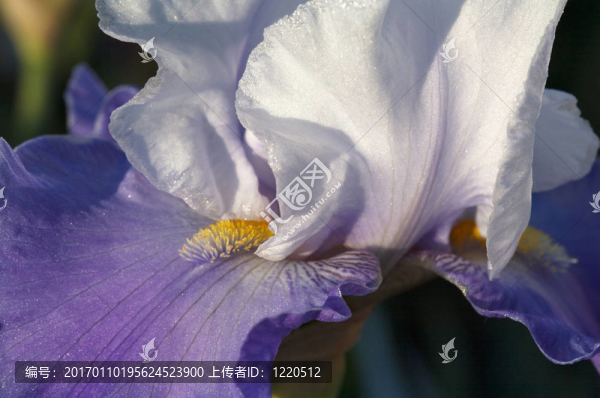 紫色和白色的虹膜
