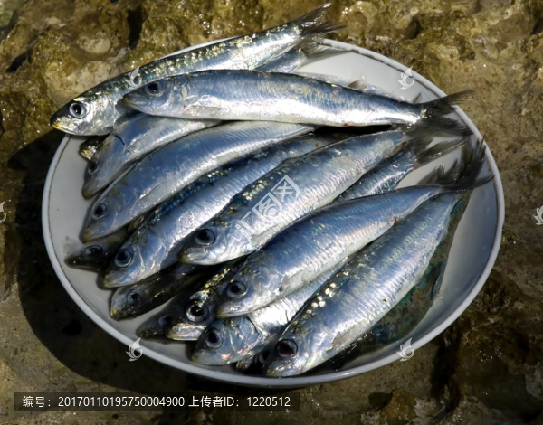 沙丁油魚(yú)-匯圖網(wǎng) www.fosd68.com 沙丁油魚(yú)