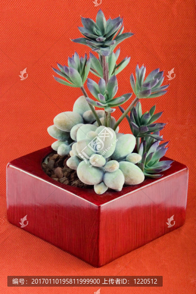 裝飾花