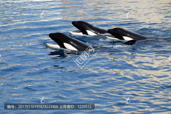 三殺手鯨-匯圖網(wǎng) www.fosd68.com 三殺手鯨