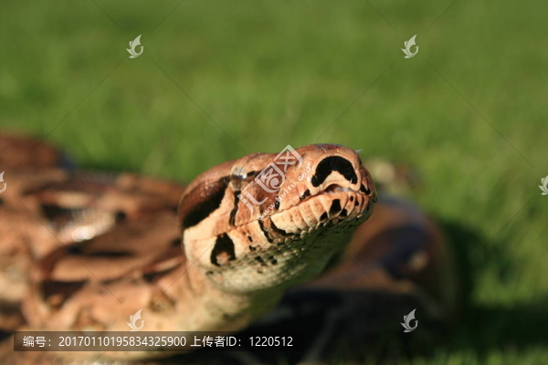 大蟒蛇