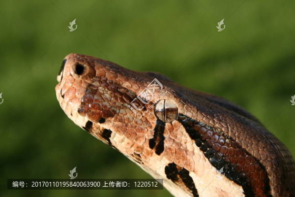 大蟒蛇