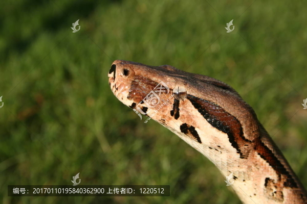 大蟒蛇