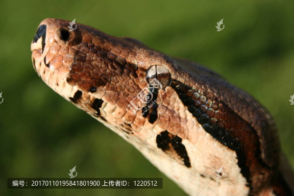 大蟒蛇