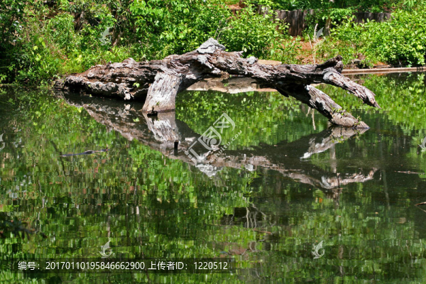 在湖心島樹