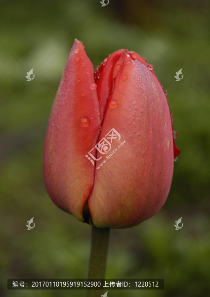 紅色郁金香發(fā)芽