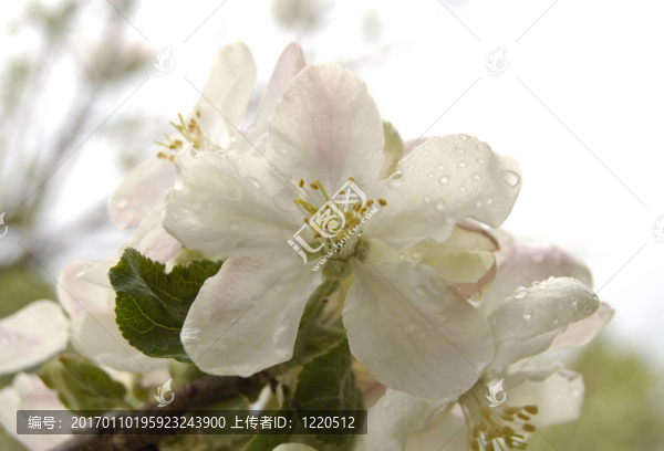 蘋(píng)果花