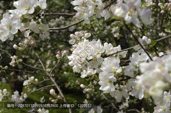 蘋果花