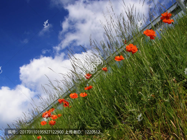 罌粟和高速公路